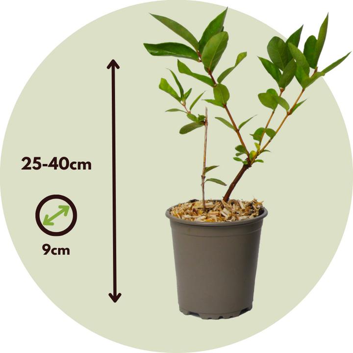Image du produit Plant in a Box Lonicera kamtchatica - Set de 3 cerisiers du Kamtchatka (25 cm)