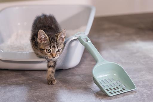 Image du produit Beeztees Chaton Shaker Lifty