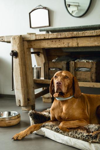Actual product image Designed by Lotte Virante (M, L, Dog, Walks)