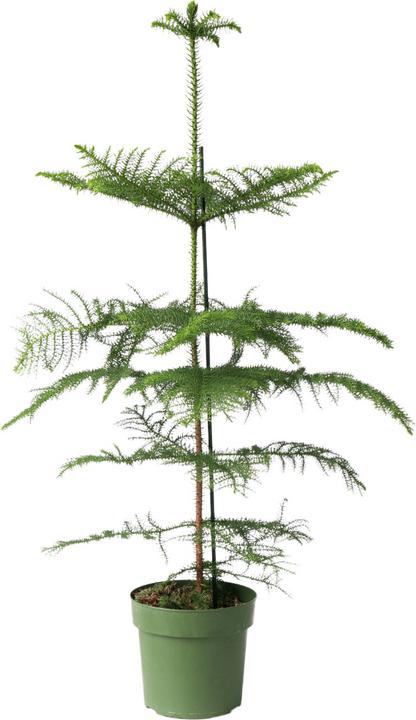 Immagine prodotto Plant in a Box Araucaria Heterophylla - Pino delle isole di Norfolk (80 cm)