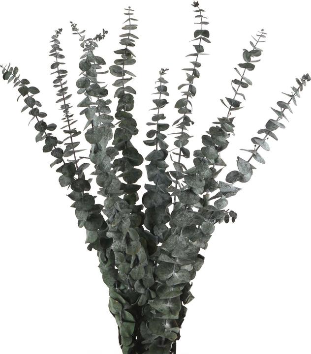 Geschenkkörbe CH Eucalyptus baby dried flowers, green (Dried flowers)