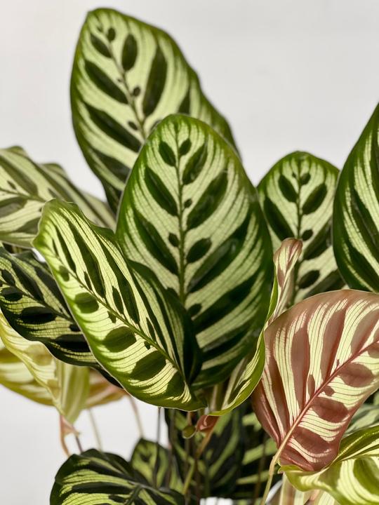 Produktbild Mahaloplants Calathea Makoyana (35 cm, Tierfreundlich)