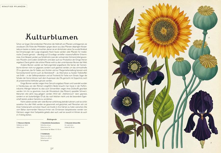 Produktbild Das Museum der Pflanzen (Deutsch, Kathy Willis, Katie Scott, 2016)