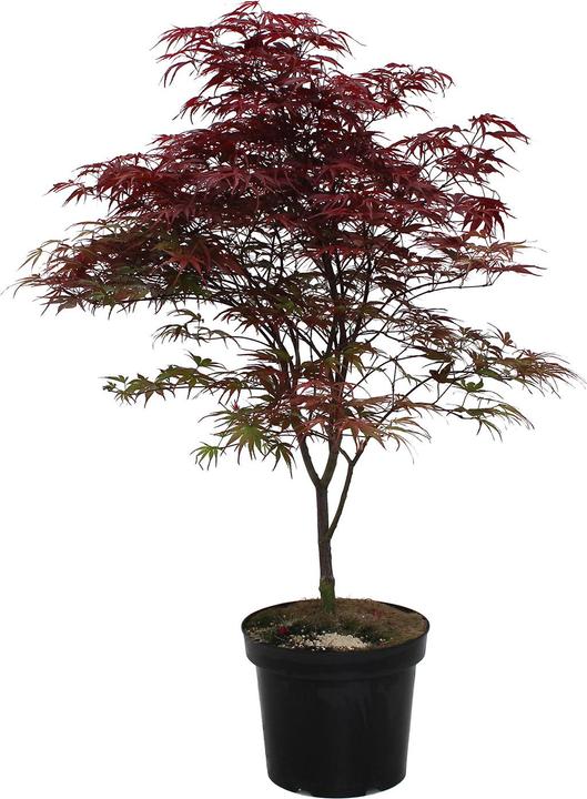 Produktbild Zulauf Japanischer Fächer-Ahorn Acer palmatum 'Peve Dave' (70 cm)