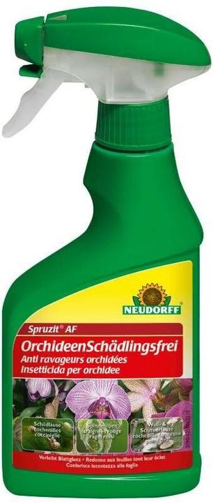 Immagine prodotto Neudorff Disinfestazione di orchidee Spruzit AF (Larve di scarabeo e vespa fogliare, Cingoli, Afidi, Cocciniglie, Microspie mealy, Alesatrice per bosso, Bianco mosche, Cicale e cimici a foglia, Acari del ragno rosso, Fragore)