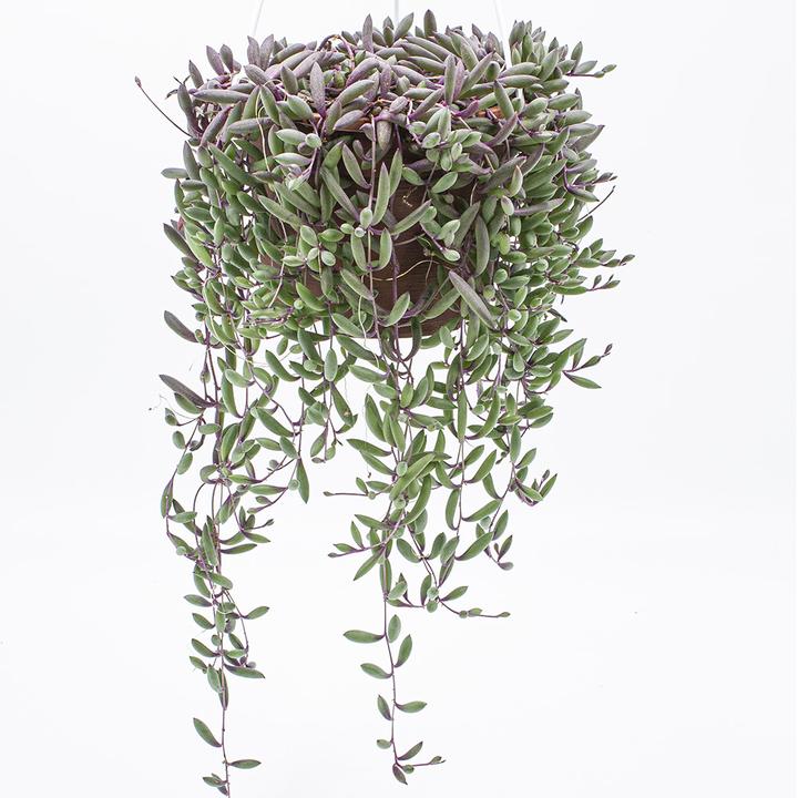Actual product image Kakteen Gautschi Senecio Purple Flash (30 cm)