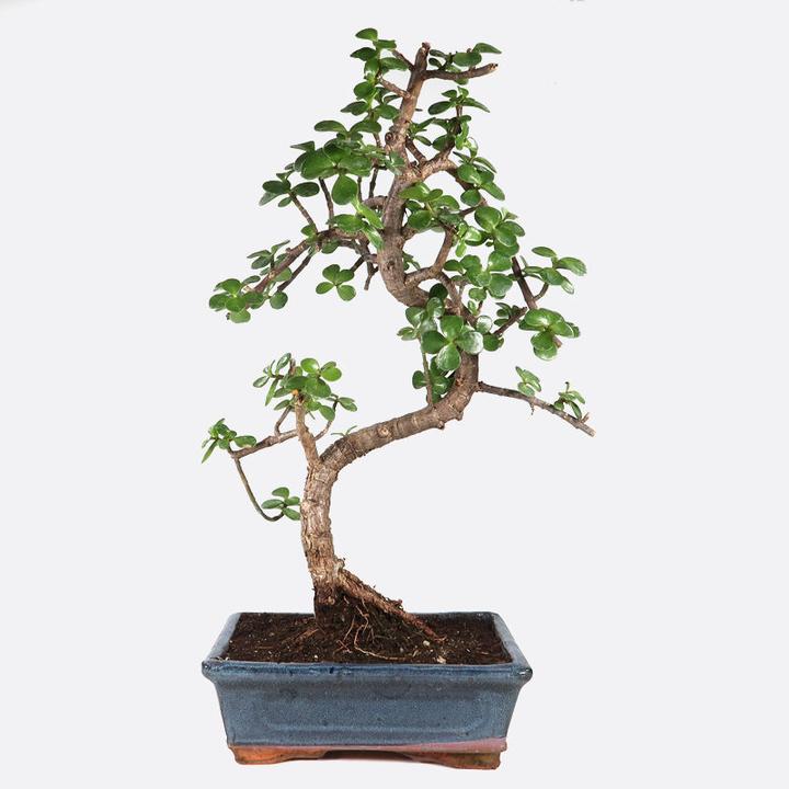 Produktbild Bonsai.ch Portulacaria Jadebaum cm