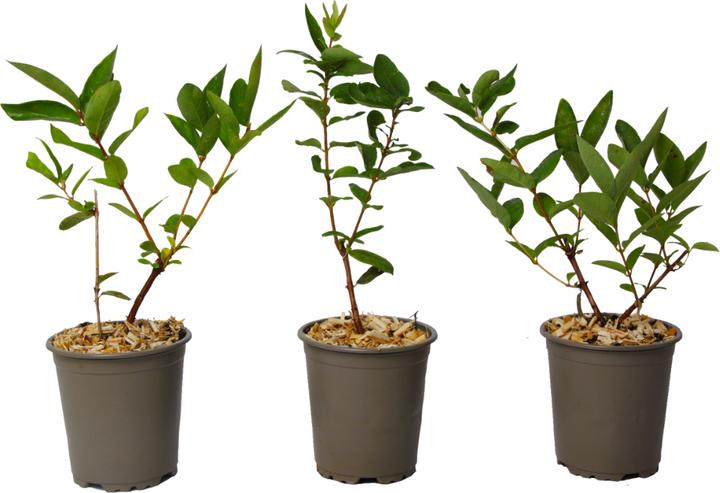 Image du produit Plant in a Box Lonicera kamtchatica - Set de 3 cerisiers du Kamtchatka (25 cm)
