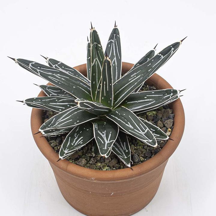 Produktbild Kakteen Gautschi Agave victoria reginae (25 cm)