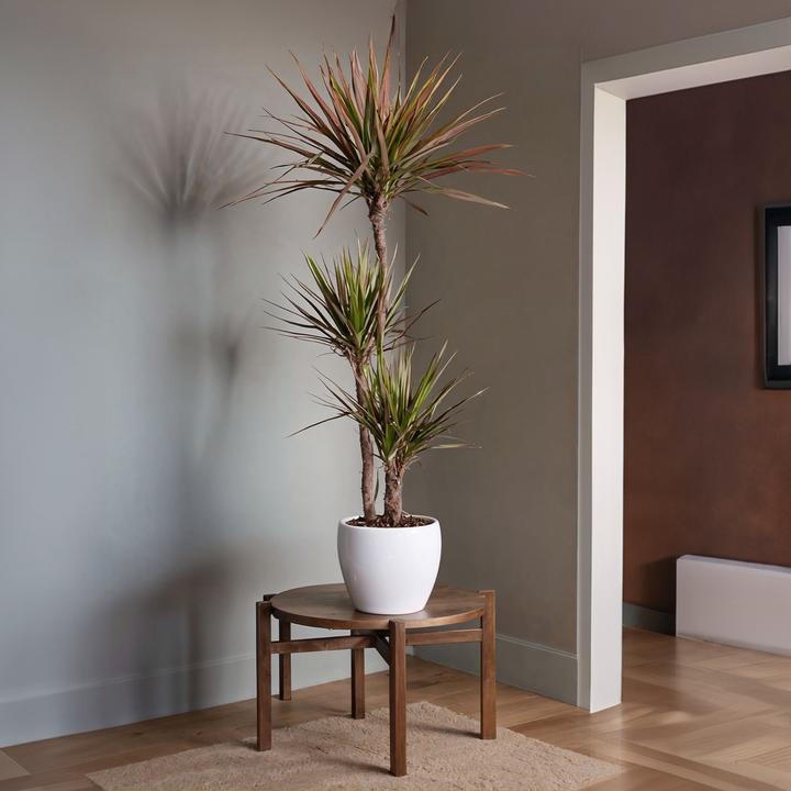 Produktbild Plant in a Box Dracaena Marginata Magenta - Drachenbaum (110 cm)