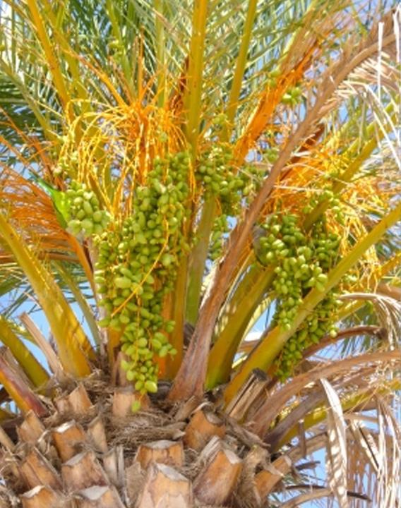 Immagine prodotto Tropica Palma da dattero Phoenix Dactylifera (Semi di piante)
