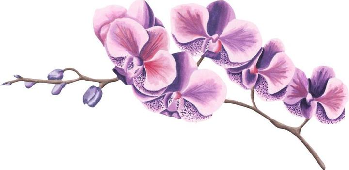 Immagine prodotto Trenddeko ramo di orchidea acquerello (45 x 22 cm)