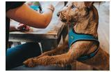 Actual product image Hunter Dog harness Hilo Comfort (M, L, Dog, General)