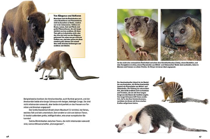 Produktbild Entdecke die Beuteltiere (Deutsch, Leonie Proscurcin, 2022)