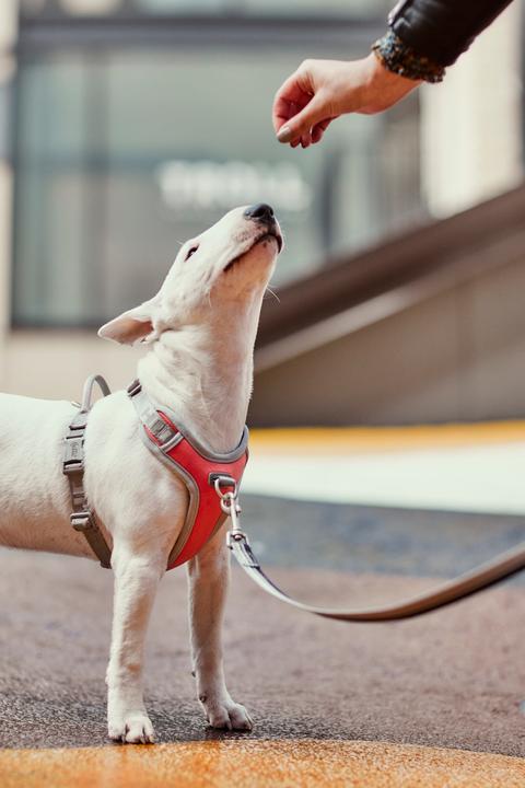 Produktbild Hurtta Geschirr Venture No-Pull, 60-80, Grau (60, 62, 68, 80, Hund, Allgemein)