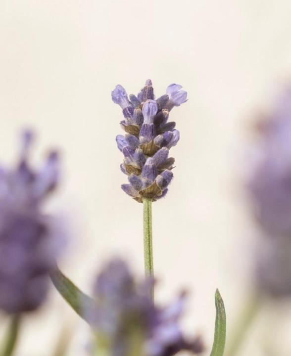 Produktbild feey Lavendel (20 cm, Tierfreundlich)