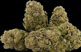 Actual product image Qualicann Habanero Kush (10 g, Indoor)