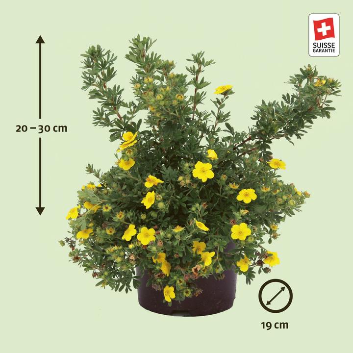 Actual product image Zulauf Shrub cinquefoil (80 cm)