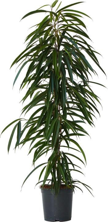 Produktbild Plant in a Box Ficus Binnendijckii Alii - Geigenpflanze (100 cm)