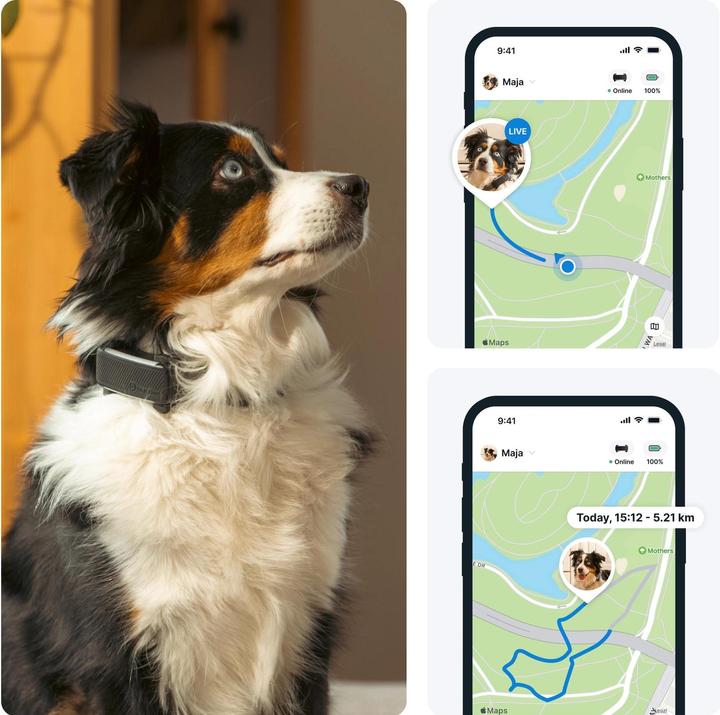 Actual product image Tractive GPS Tracker Dog 6 (Dog, Walks)
