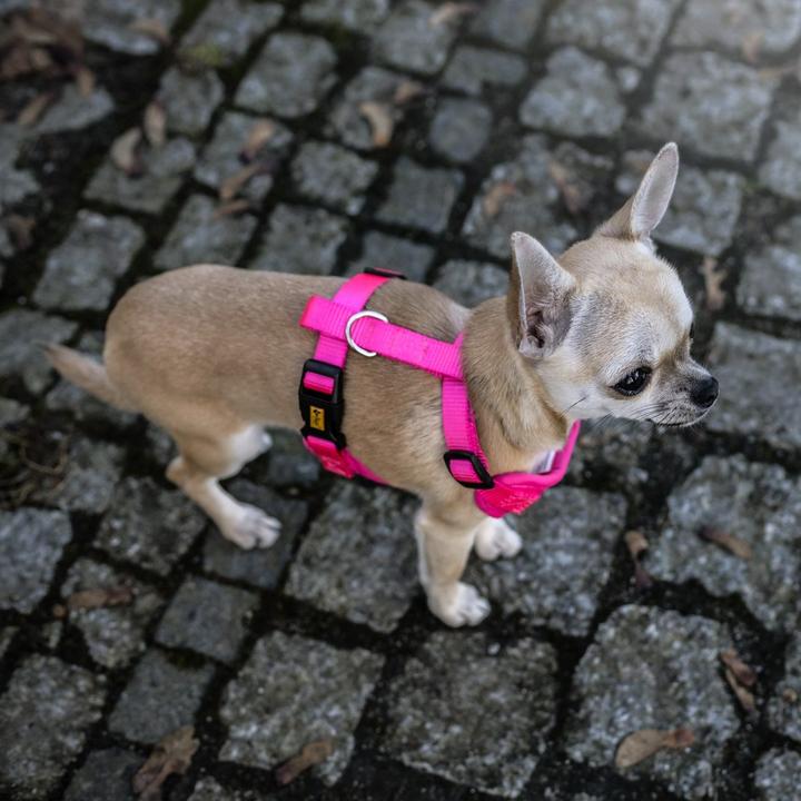 Produktbild Red Dingo DINGO Anti-pressure - Hundegeschirr - 30-38 cm (30, 31, 32, 33, 34, 35, 36, 37, 38, Hund, Allgemein)