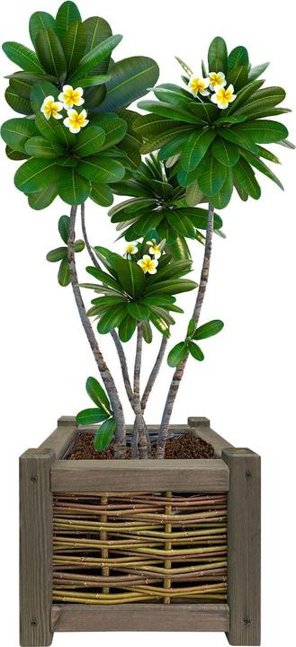 Actual product image Natura Punto Rattan and Wood Flower Box (30 cm)