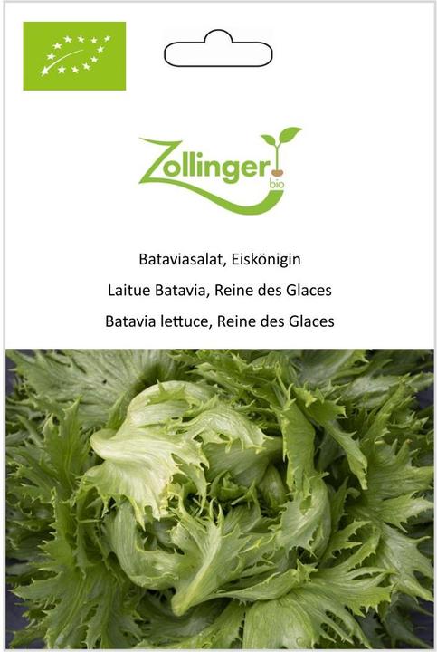 Zollinger Bio Bataviasalat, Eiskönigin (Keimlinge)