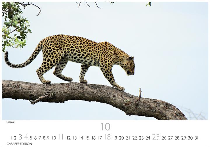 Immagine prodotto Big Cats 2026 S 24x35cm (24 x 35 cm, Tedesco)