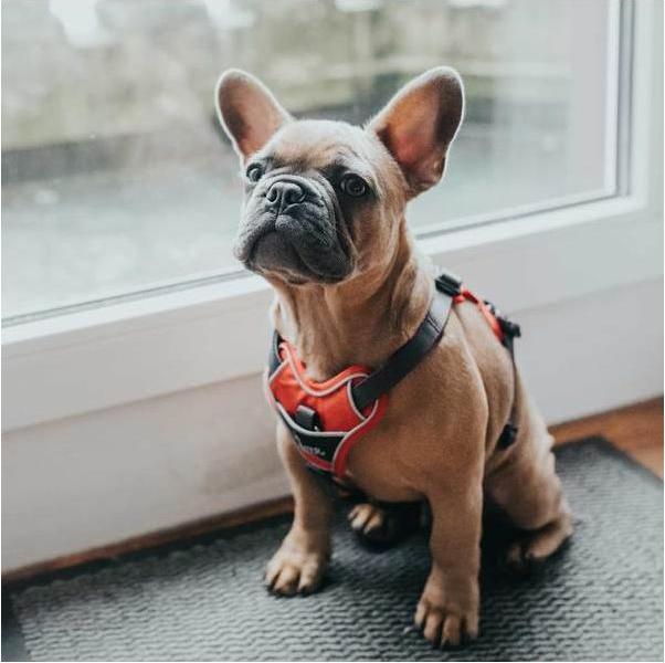 Produktbild Hunter Divo (L, Hund, Allgemein)
