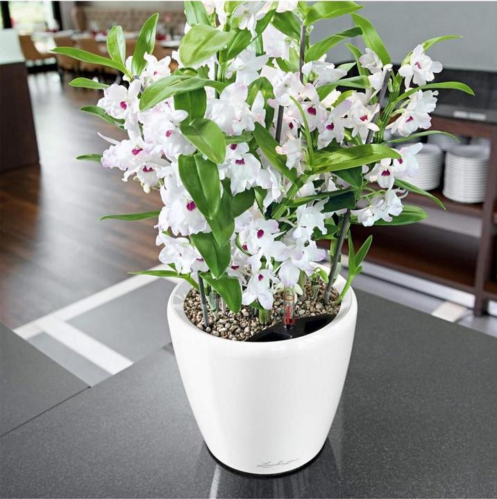 Immagine prodotto Lechuza Classico (22 cm)