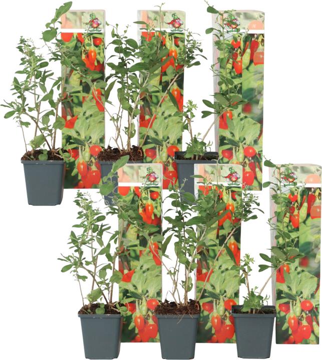 Produktbild Plant in a Box Lycium barbarum - 6er Set Goji Pflanzen (25 cm)