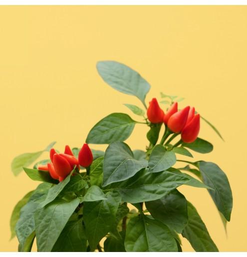 Actual product image Prêt à Pousser Mini Chili (Vegetable seeds)