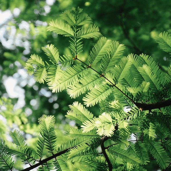 Immagine prodotto Tropica Sequoia primordiale Metasequoia Glyptostroboides