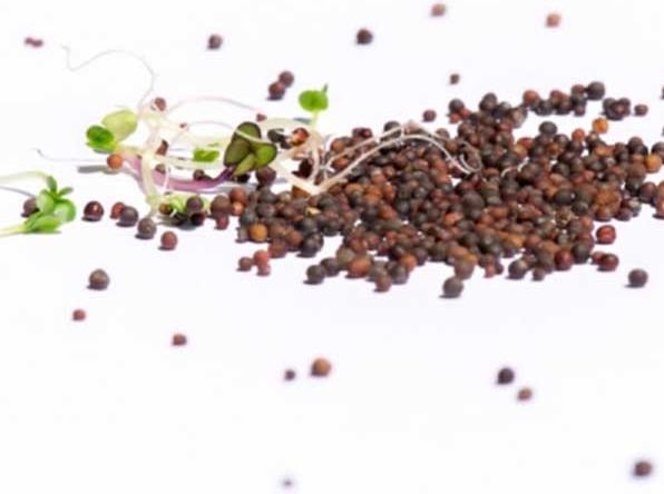 Image du produit Sprossensamen Graines de pousses bio "Protection-Mix (Germes)