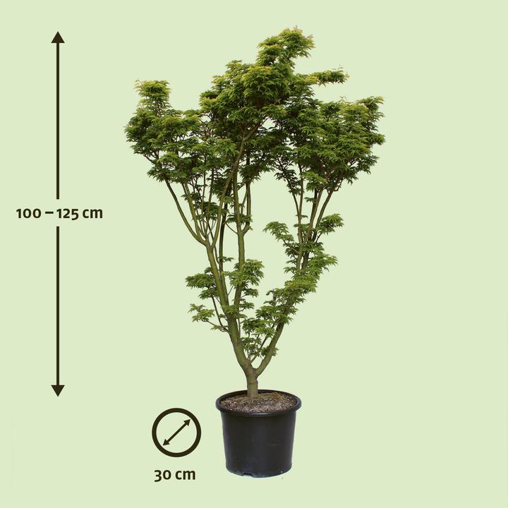 Actual product image Zulauf Japanese maple (100 cm)