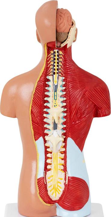 Produktbild Physa Torso Modell mit Organen Organmodell Anatomisches Modell Medizinmodell 1:1