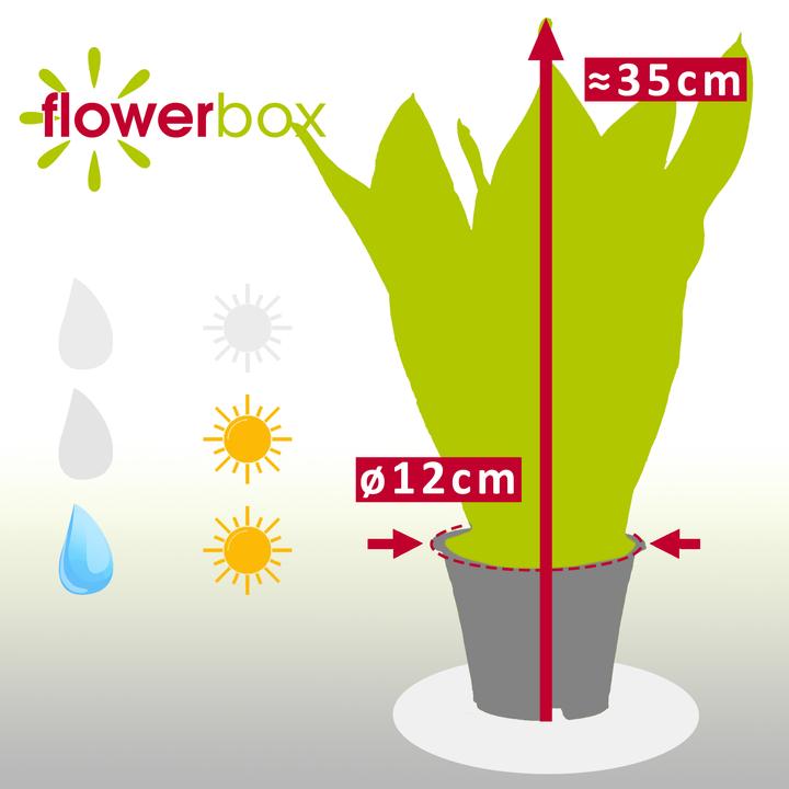Immagine prodotto Flowerbox Canapa a fiocco - Sansevieria trifasciata Laurentii (35 cm)