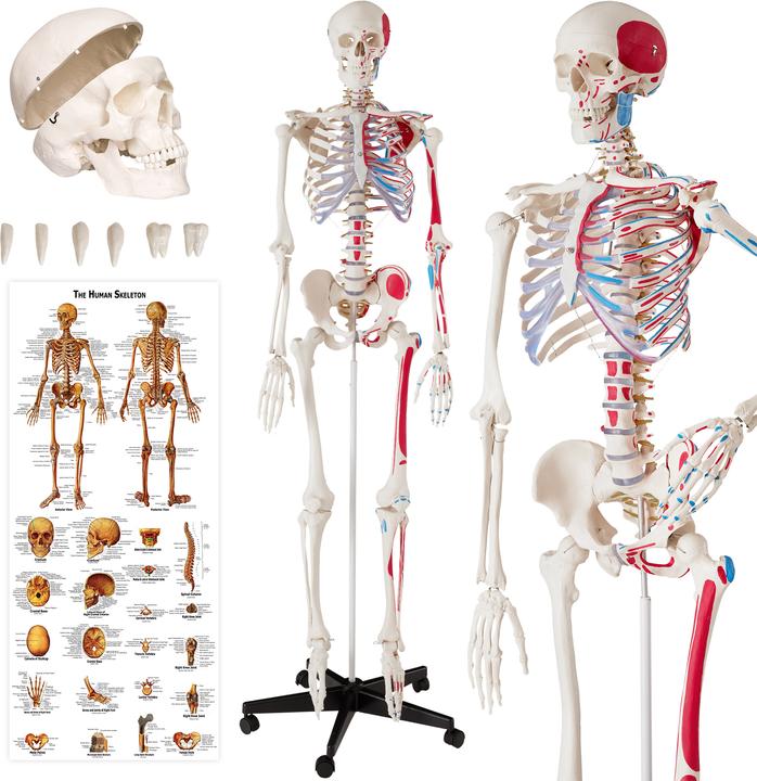 Actual product image tectake Anatomy skeleton