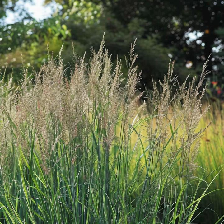 Actual product image Plant in a Box Panicum virgatum 'Northwind' - Blackthorn (40 cm)