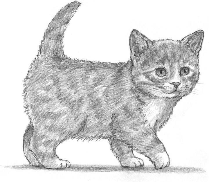 Immagine prodotto L'arte del disegno per i bambini - Io disegno gatti