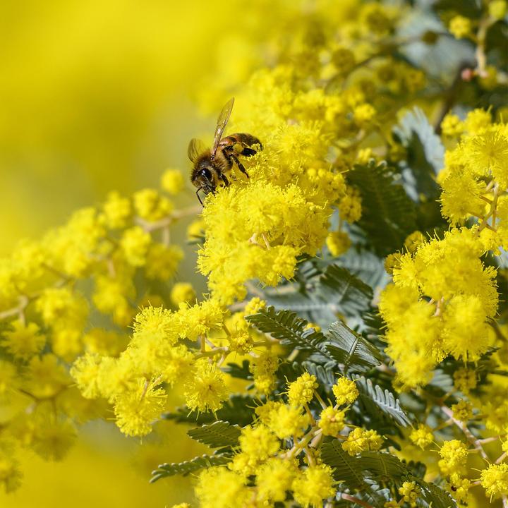 Actual product image Plant in a Box Acacia dealbata Mimosa - Mimosa plants set of 3 (40 cm)