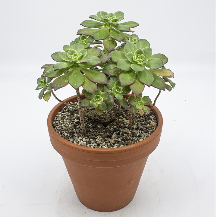 Actual product image Kakteen Gautschi Aeonium Kiwi (35 cm)