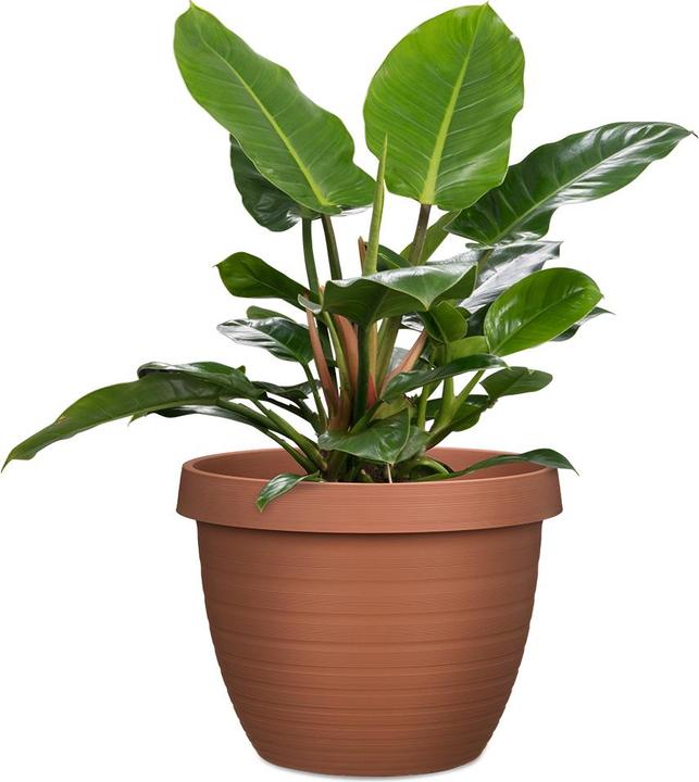 Image du produit Scheurich Country Star (48 cm)
