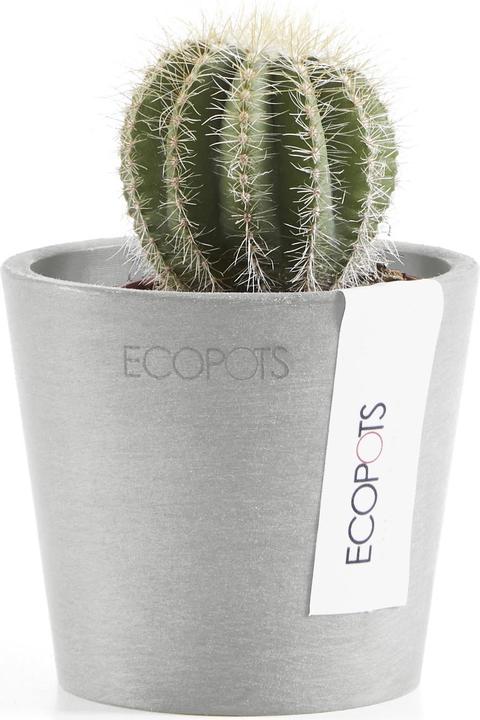 Actual product image Ecopots Amsterdam Mini (8 cm)