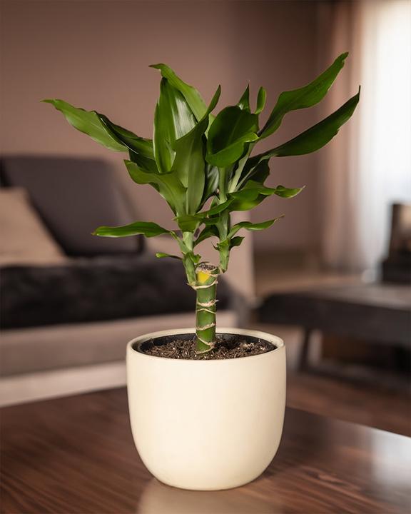 Produktbild feey Drachenbaum (55 cm, Frisch umgetopft)