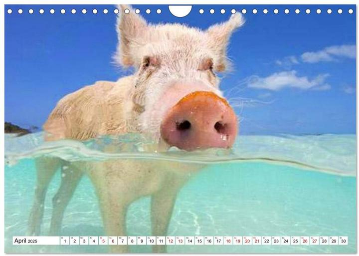 Image du produit Schweine im Dauerurlaub auf den Bahamas! (Wandkalender 2025 DIN A4 quer), Monatskalender (A4, Allemand)