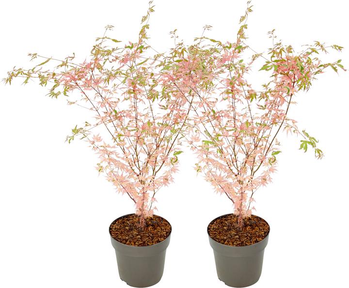 Plant in a Box Acer Palmatum 'Taylor' - 2er Set Ahornbäume (50 cm)