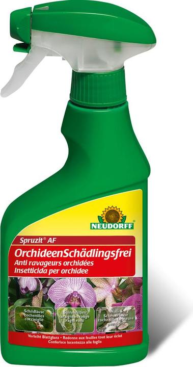 Immagine prodotto Neudorff Disinfestazione di orchidee Spruzit AF (Larve di scarabeo e vespa fogliare, Cingoli, Afidi, Cocciniglie, Microspie mealy, Alesatrice per bosso, Bianco mosche, Cicale e cimici a foglia, Acari del ragno rosso, Fragore)