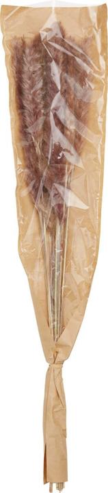 Actual product image micasa Pampas Grass (65 cm)