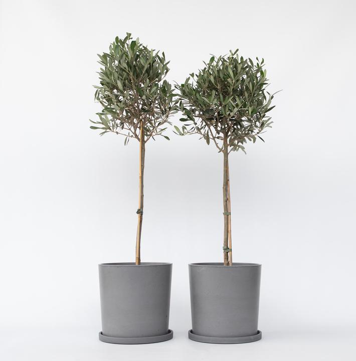 Produktbild Plant in a Box Olea Europaea - 2er Set Olivenbaum (90 cm)